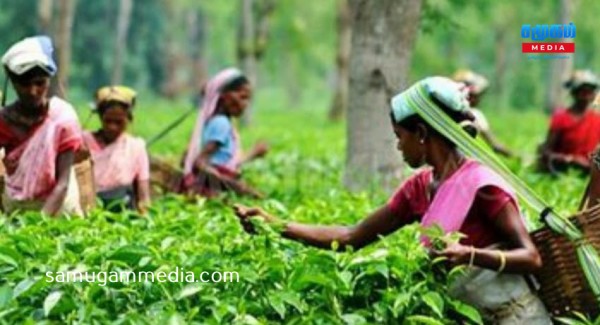 தொடர் உணவு தவிர்ப்பு போராட்டத்தில் குதித்த மூன்று பெருந்தோட்டத் தொழிலாளர்கள்!samugammedia 